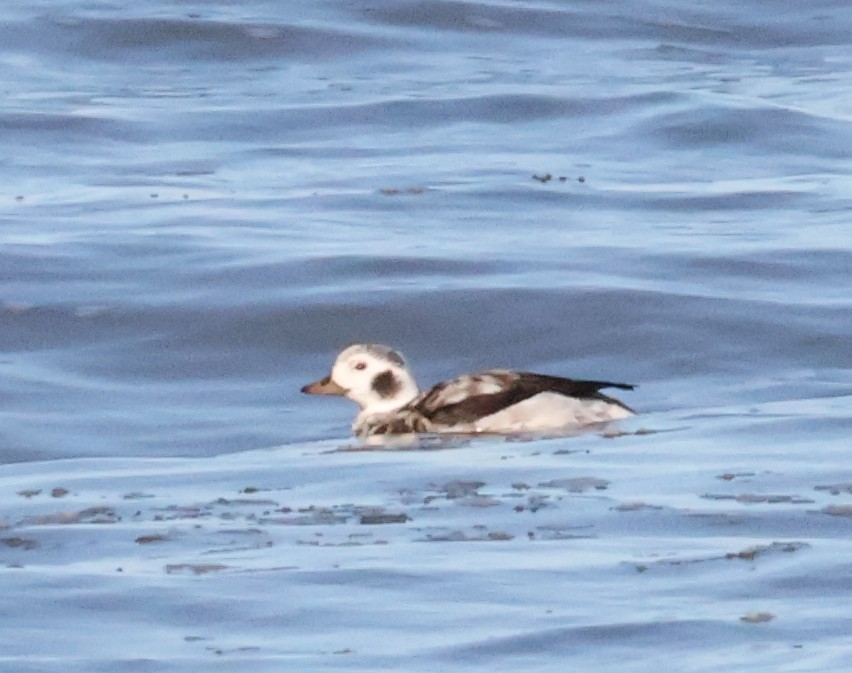 Long-tailed Duck - ML645623885