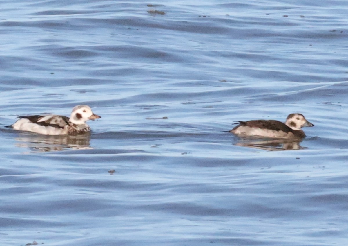 Long-tailed Duck - ML645623886