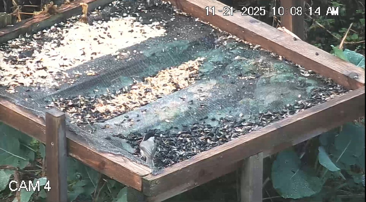 Каролинская гаичка - ML645623887