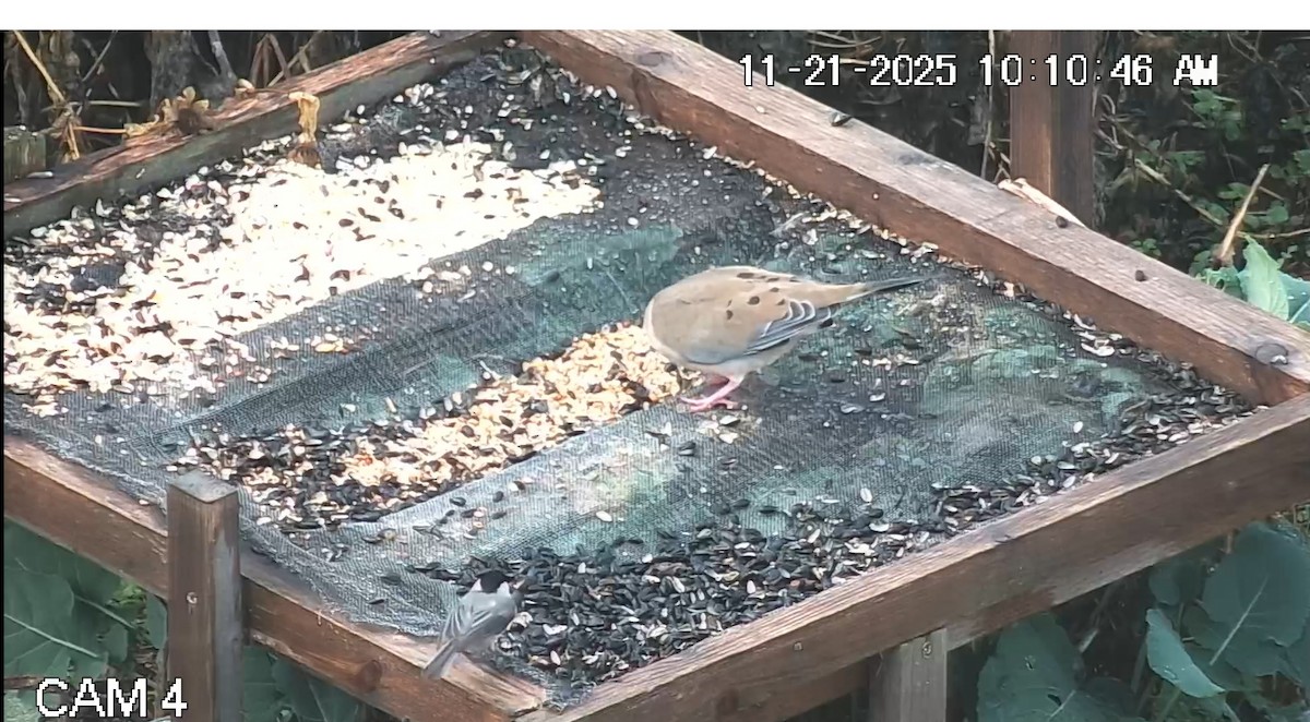 Каролинская гаичка - ML645623889