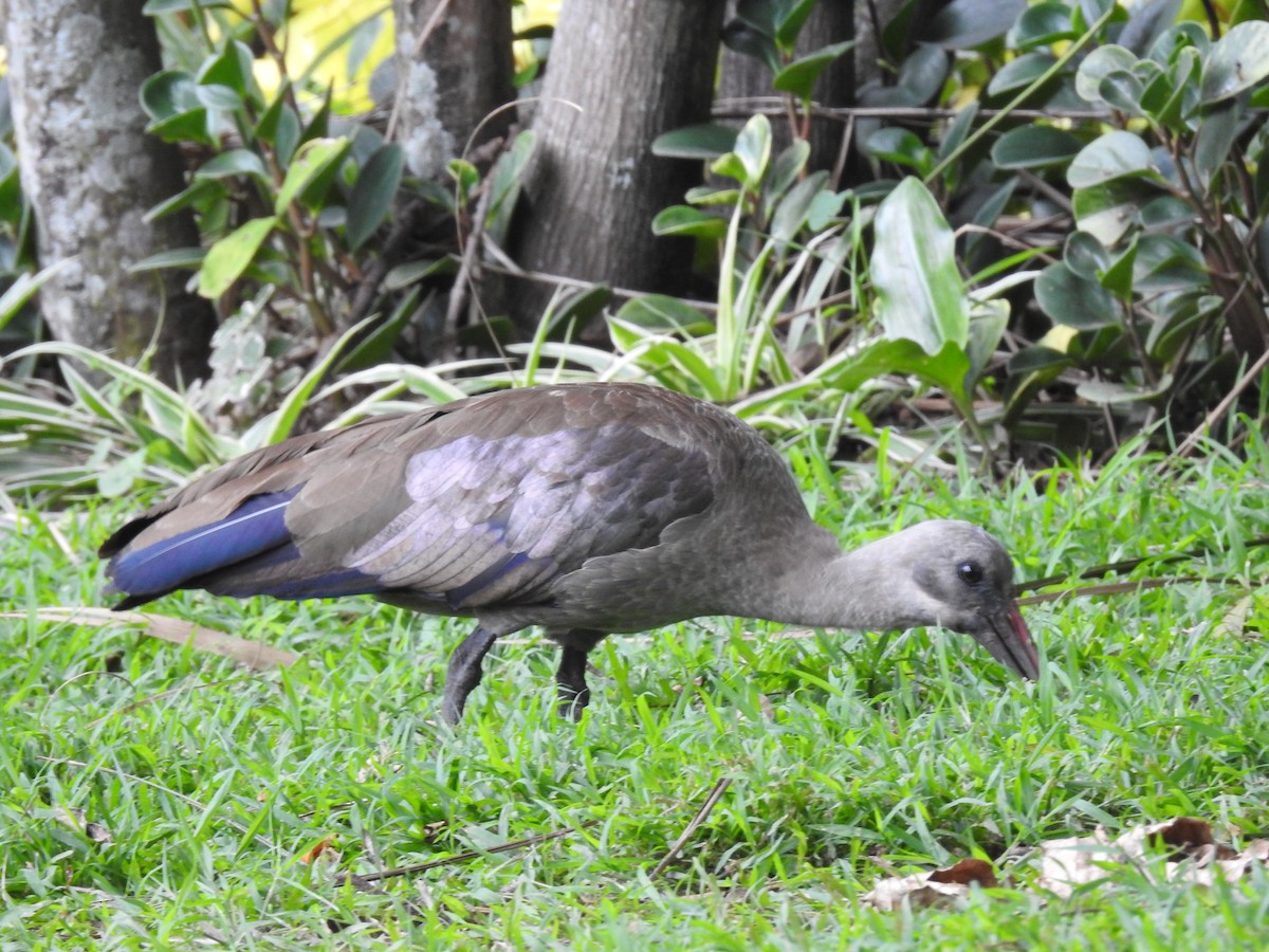 Хагедаш - ML645623897