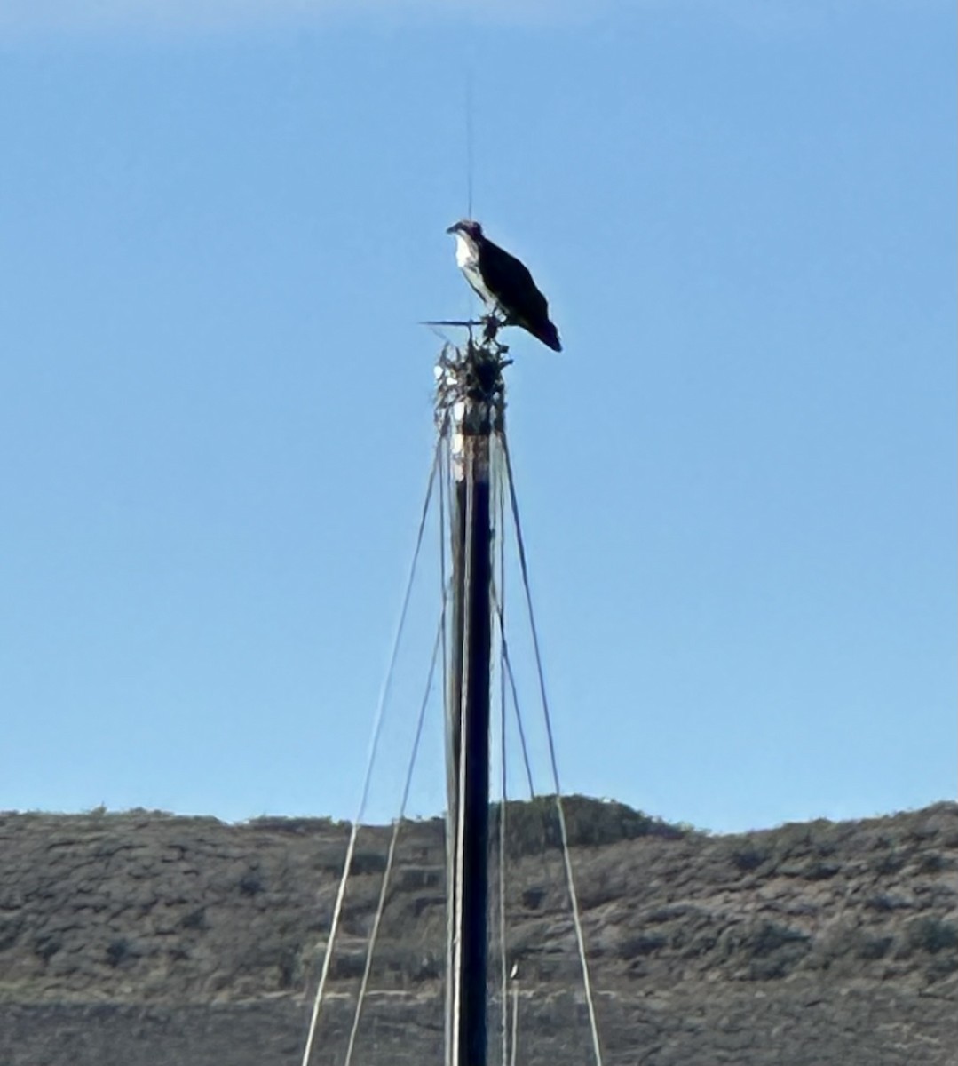 魚鷹 - ML645623901