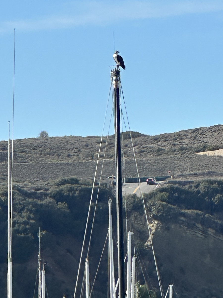 魚鷹 - ML645623902