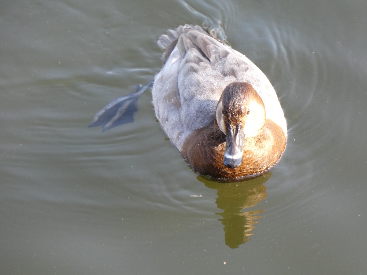 紅頭潛鴨 - ML645623903