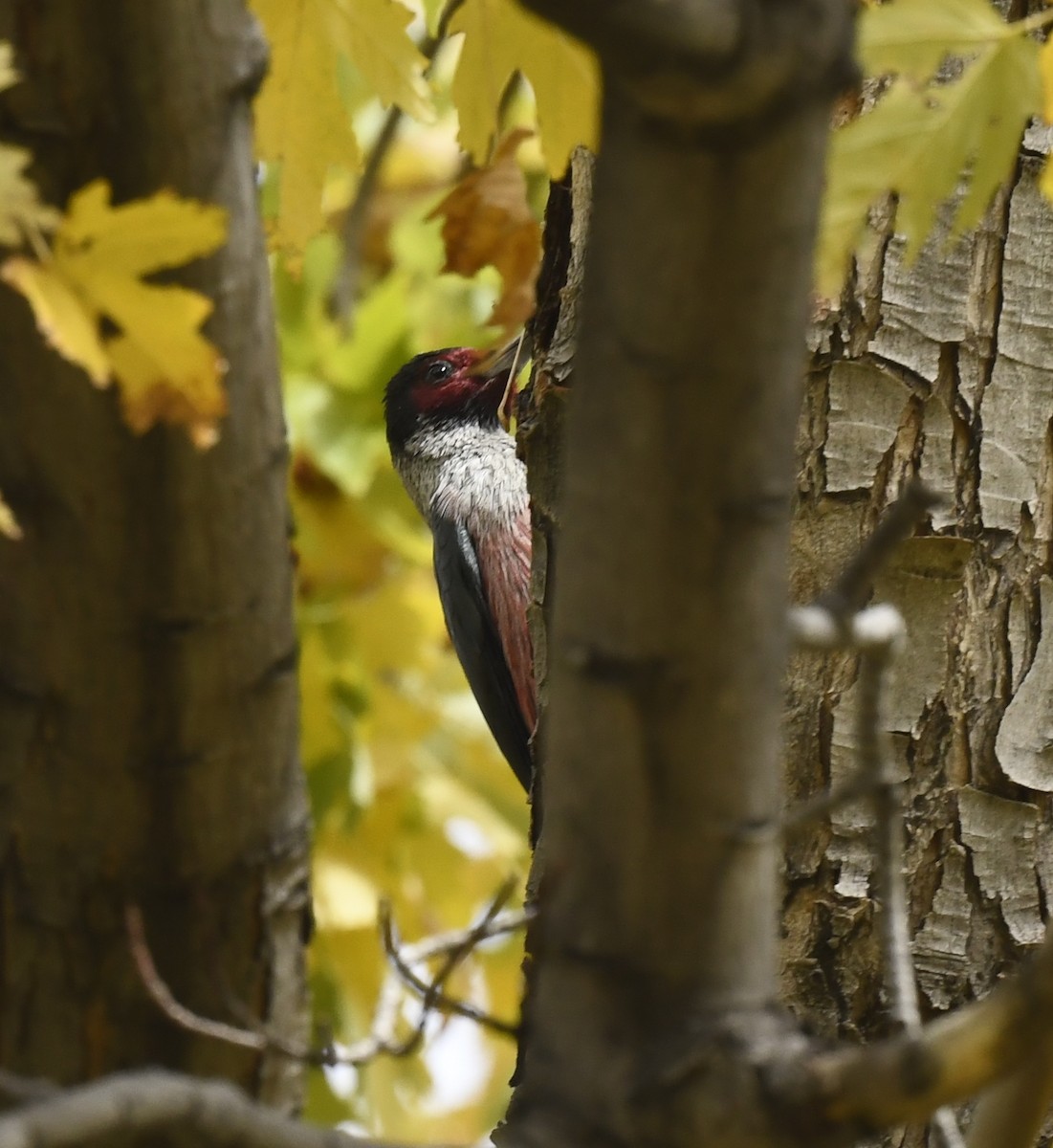 Blutgesichtspecht - ML645623904