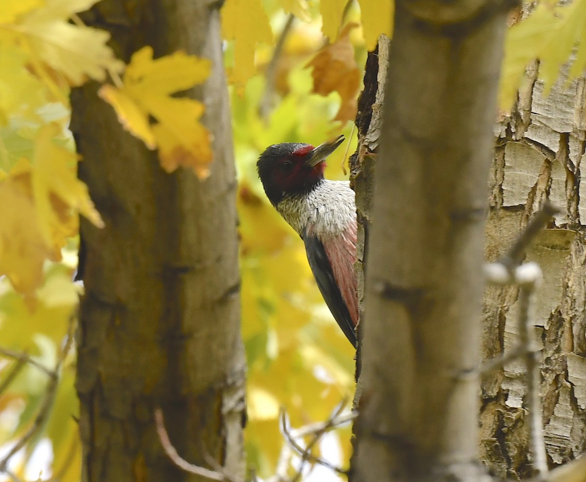 Blutgesichtspecht - ML645623905