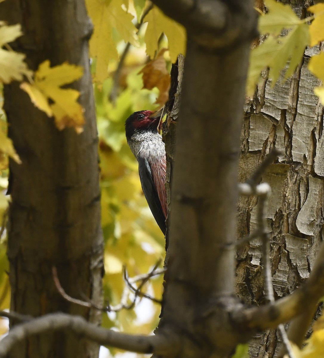 Blutgesichtspecht - ML645623906