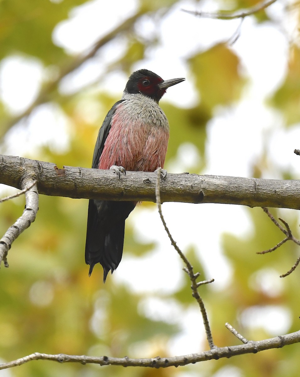 Blutgesichtspecht - ML645623907