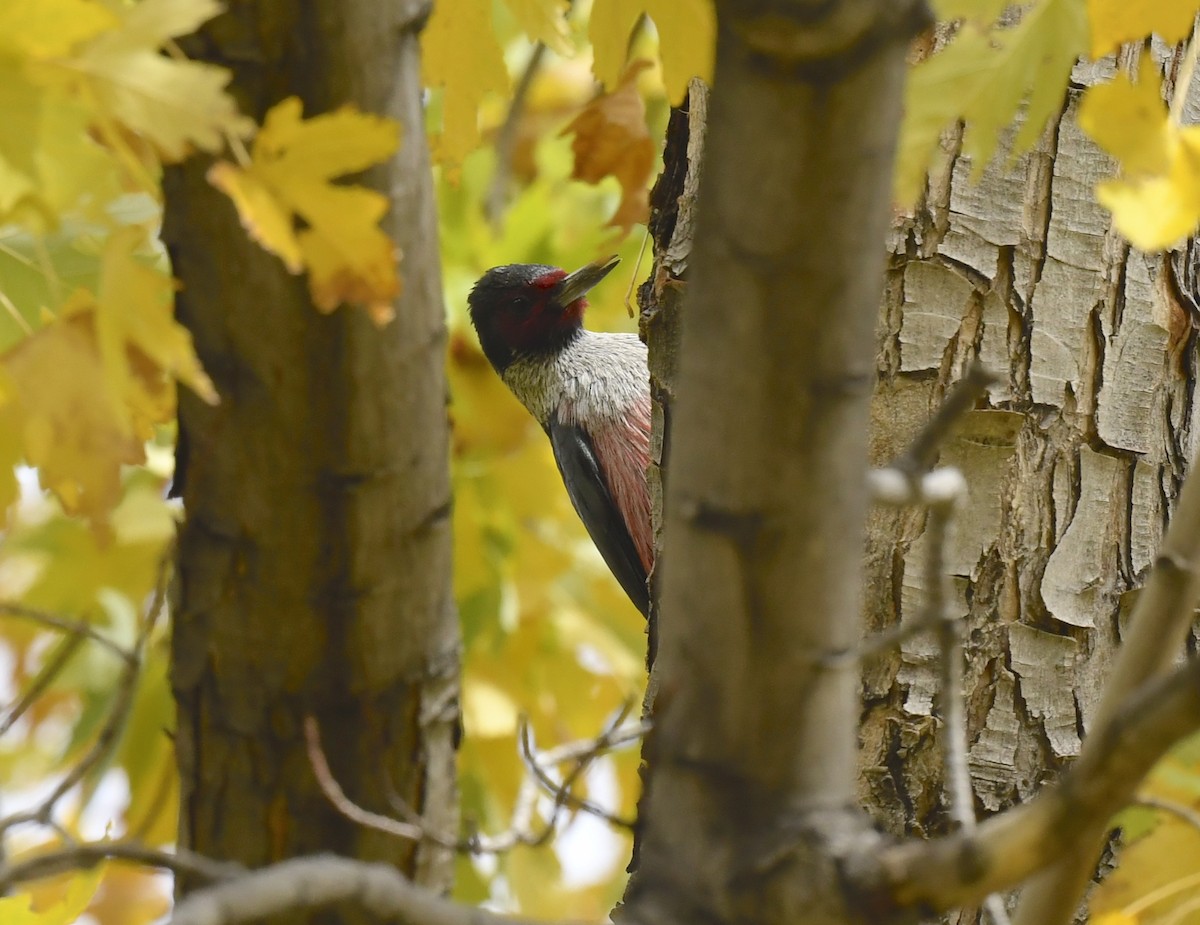 Blutgesichtspecht - ML645623908