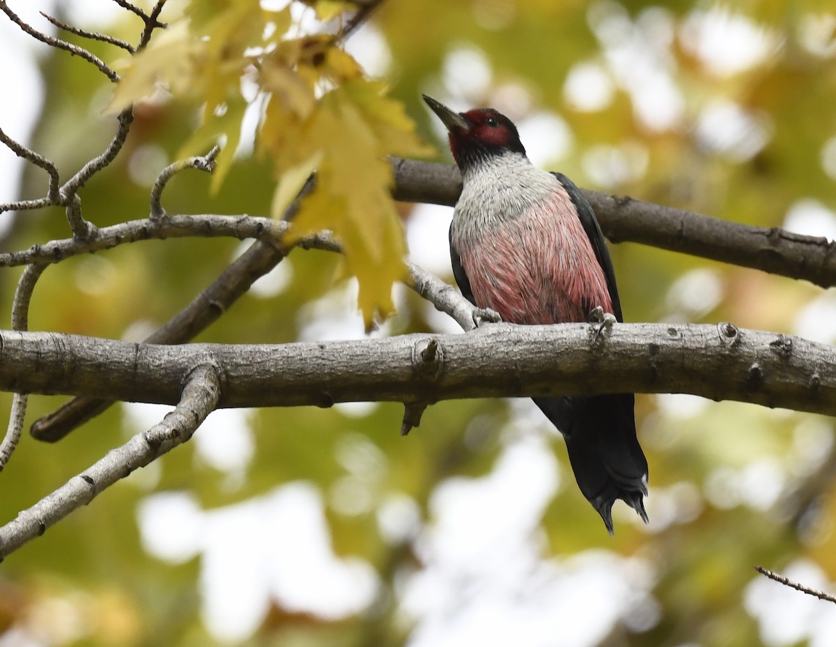 Blutgesichtspecht - ML645623909