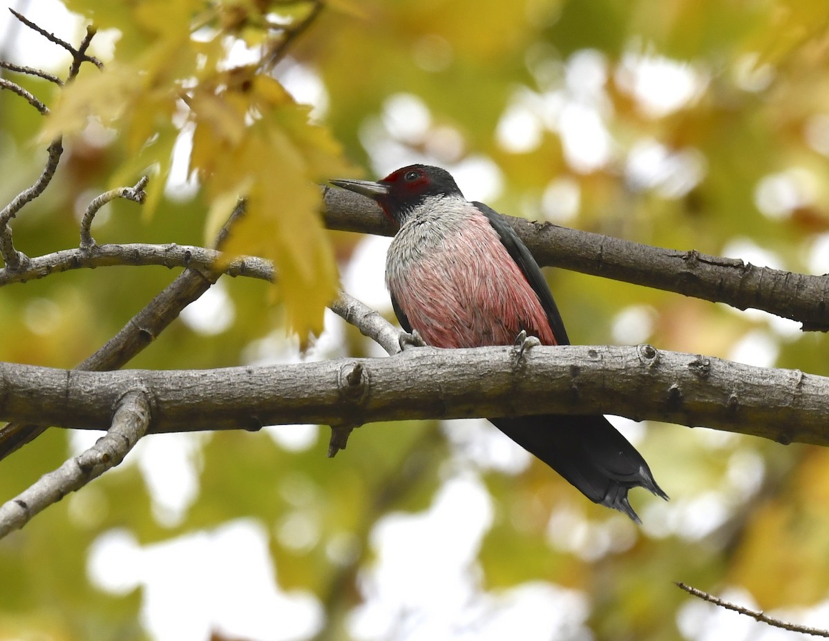 Blutgesichtspecht - ML645623910