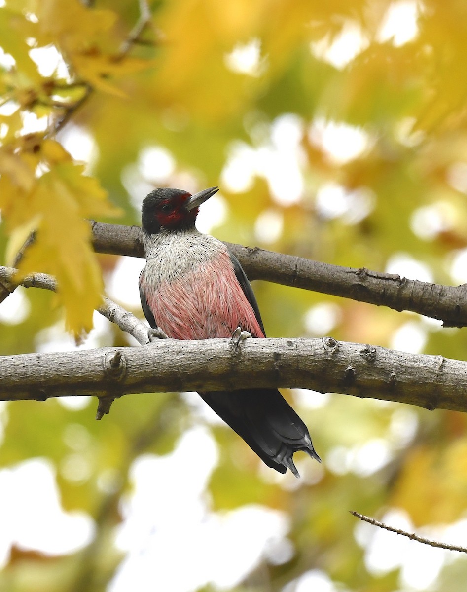 Blutgesichtspecht - ML645623911