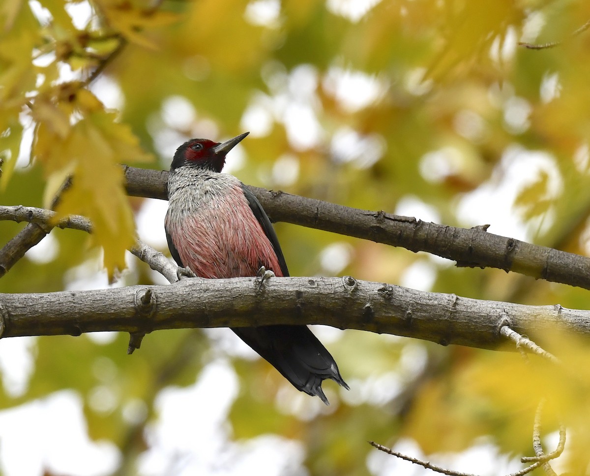 Blutgesichtspecht - ML645623912