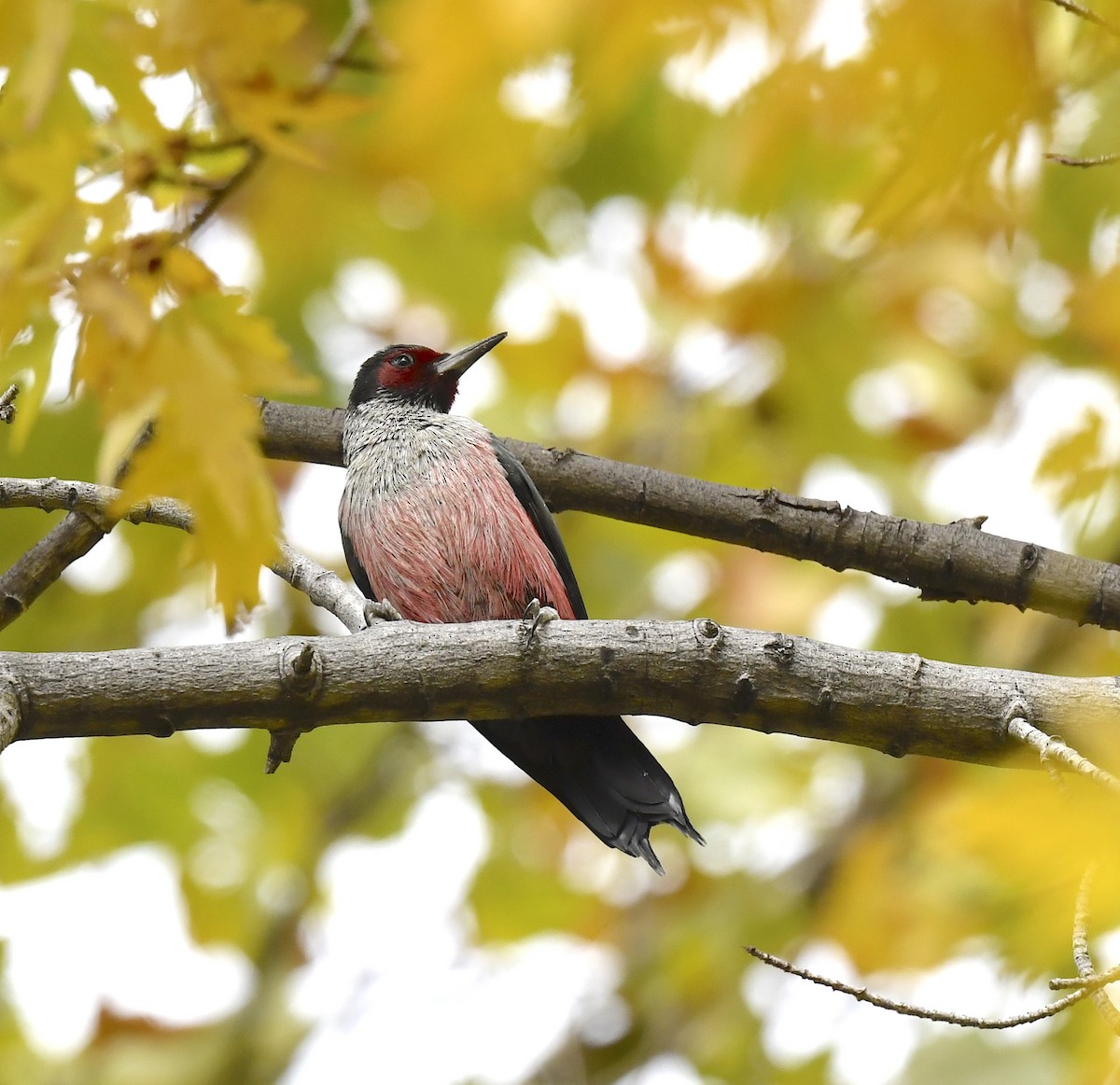 Blutgesichtspecht - ML645623913