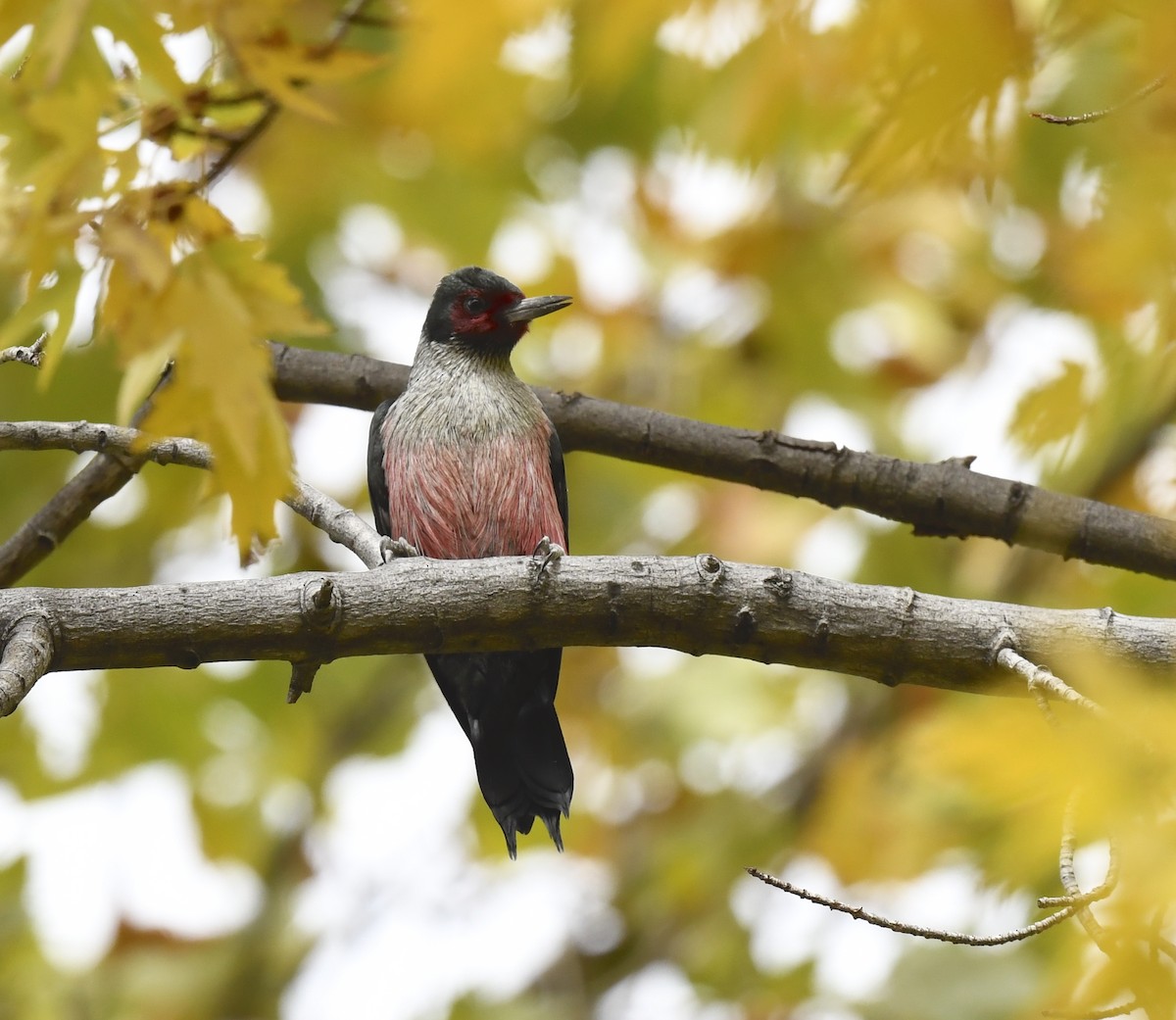 Blutgesichtspecht - ML645623914