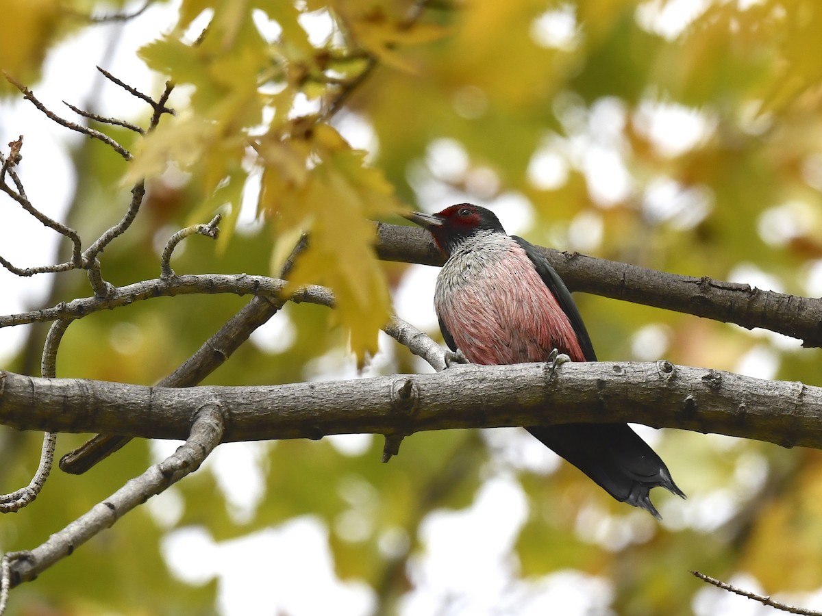 Blutgesichtspecht - ML645623915