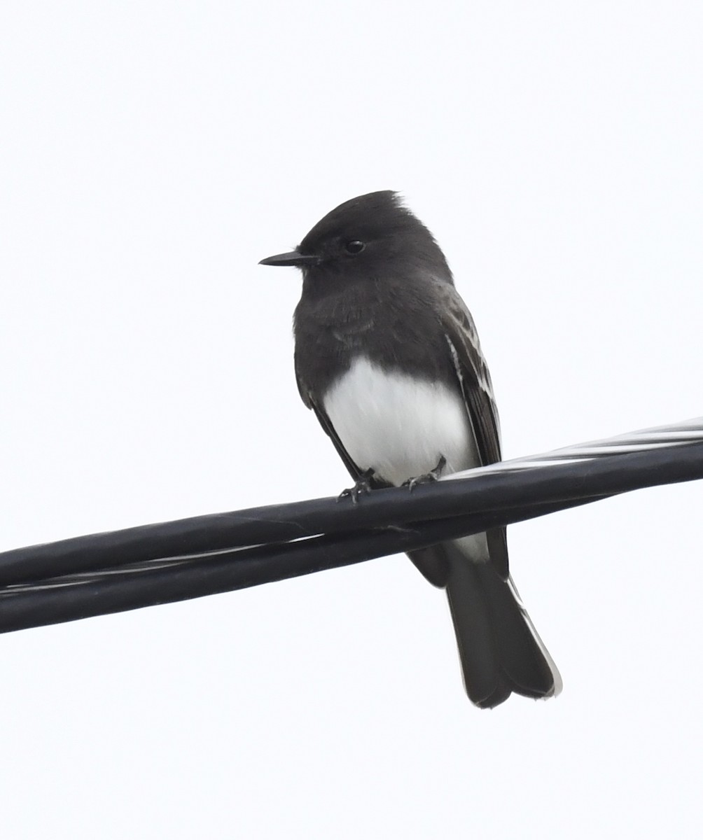 Black Phoebe - ML645623919