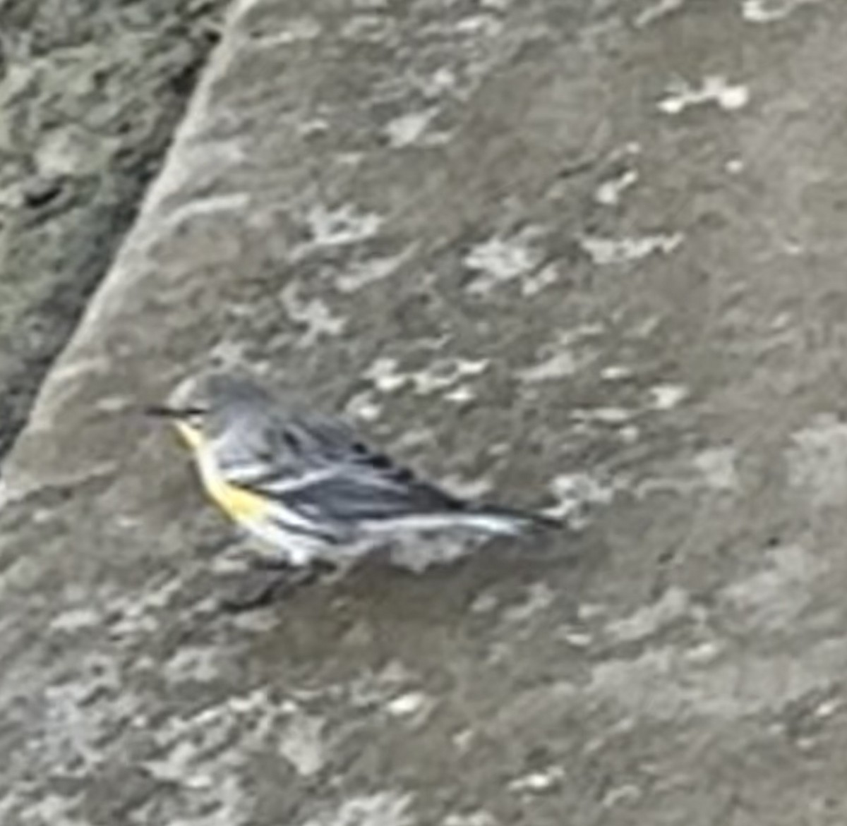 Yellow-rumped Warbler - ML645623928