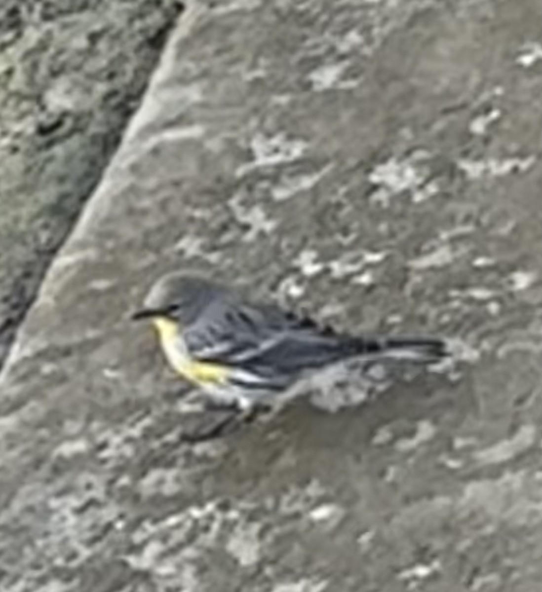 Yellow-rumped Warbler - ML645623929