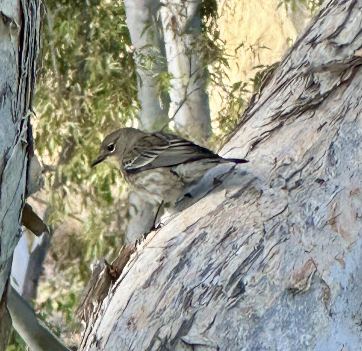 Yellow-rumped Warbler - ML645623930