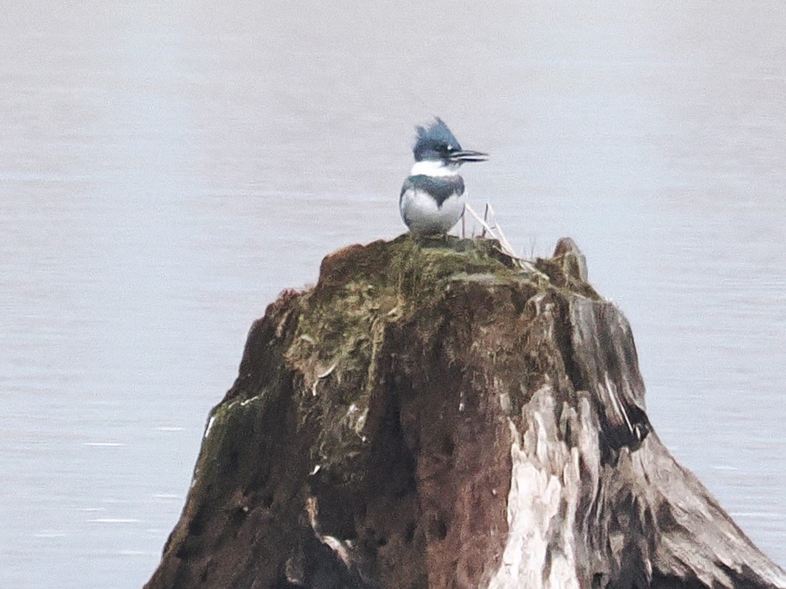 Опоясанный зимородок - ML645623944