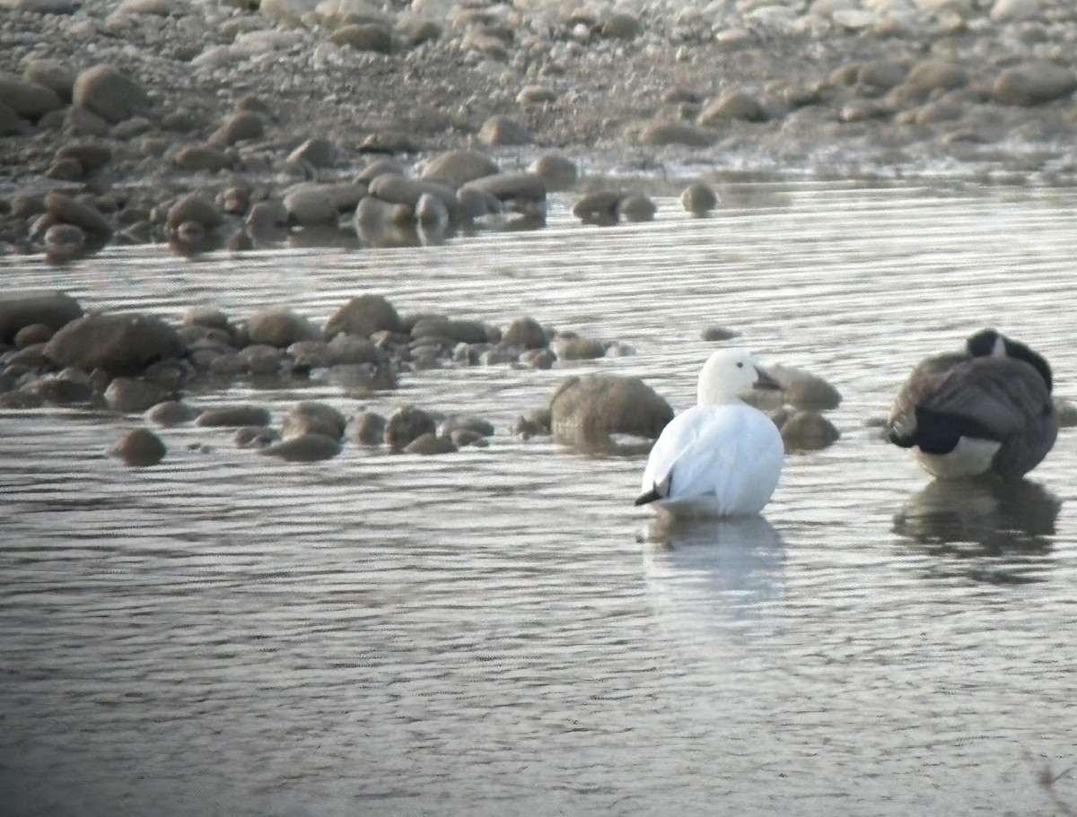 Snow Goose - ML645623946