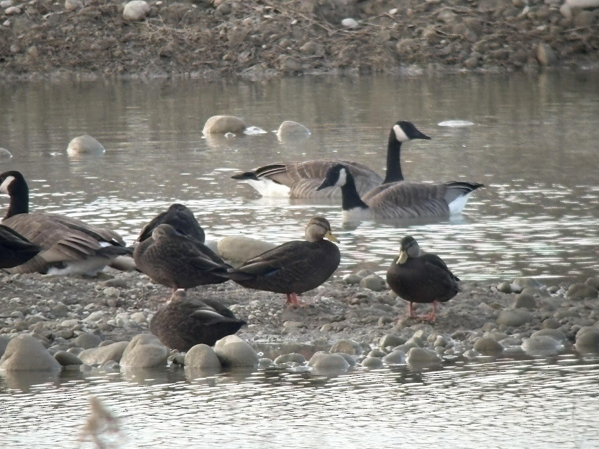 American Black Duck - ML645623947