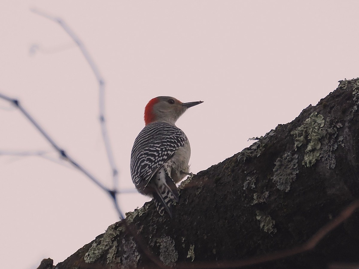 Каролинский дятел - ML645623948