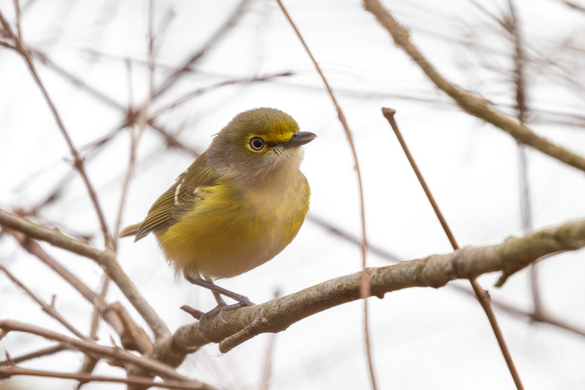 ויראו לבן-עין - ML645623949