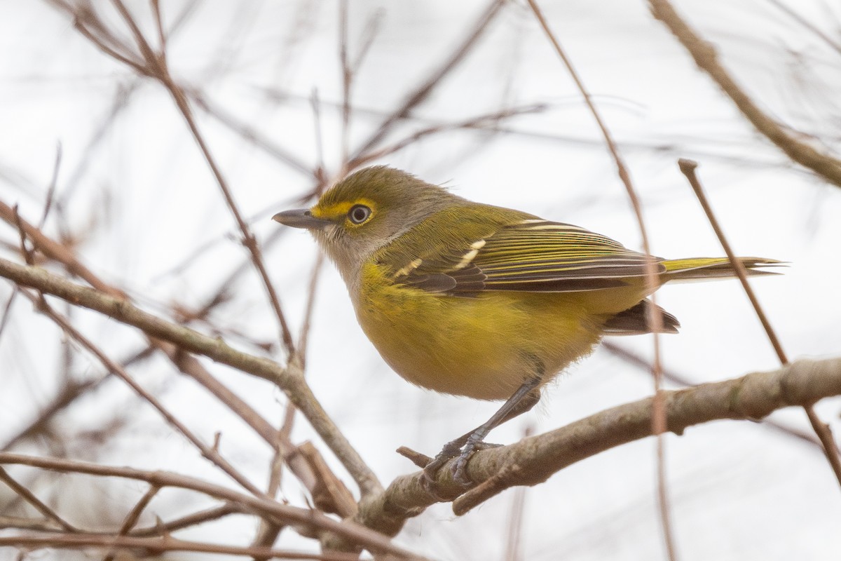 ויראו לבן-עין - ML645623950