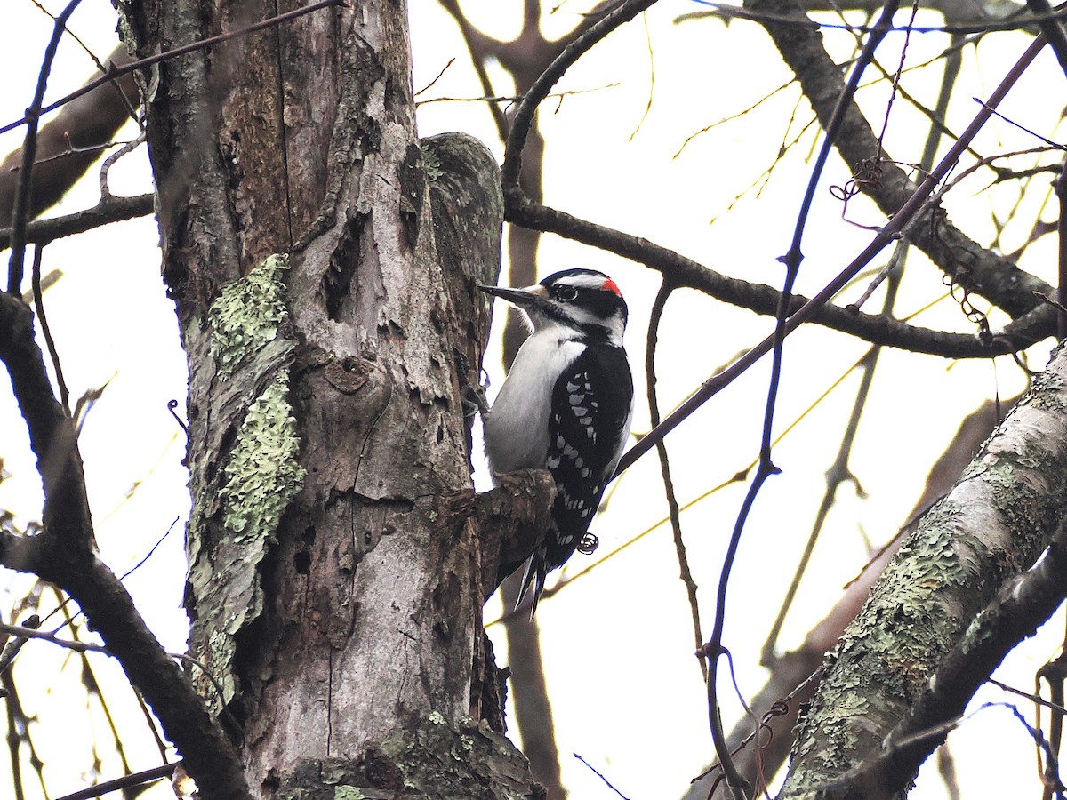 Волосатый дятел - ML645623953