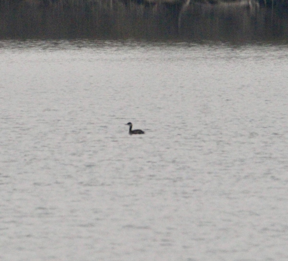 Red-necked Grebe - ML645623955