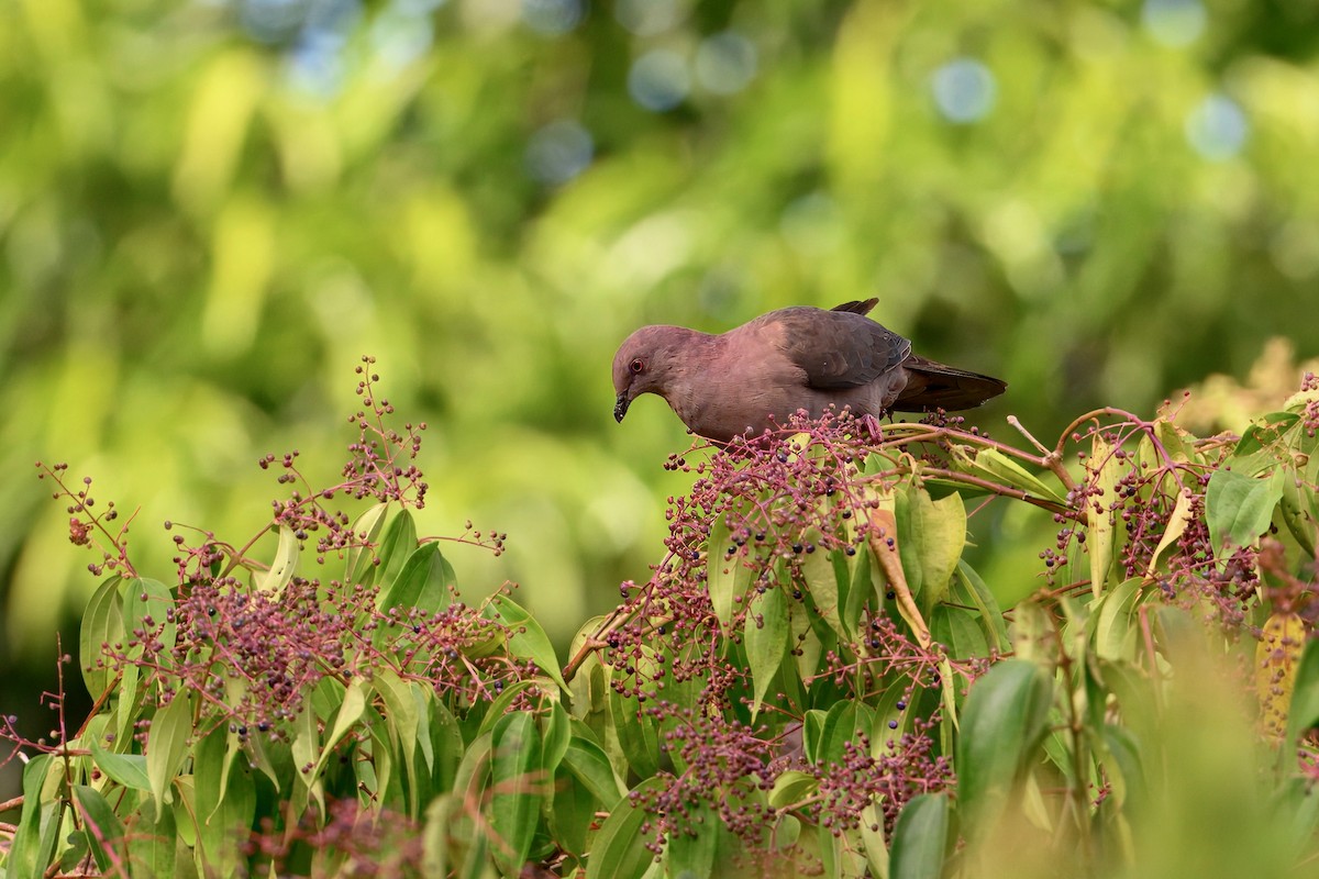 コバシバト - ML645623966