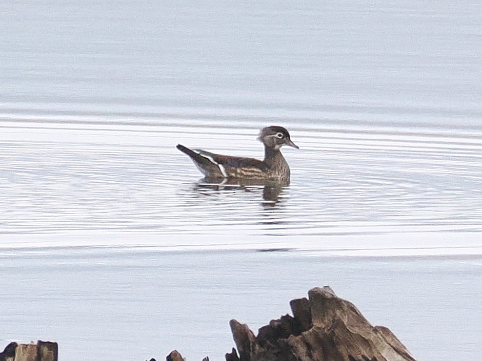 kachnička karolínská - ML645623967