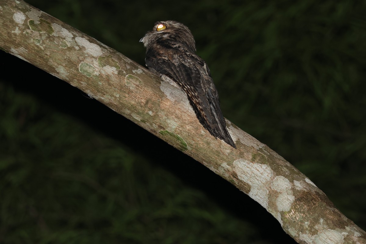 Common Potoo - ML645623973