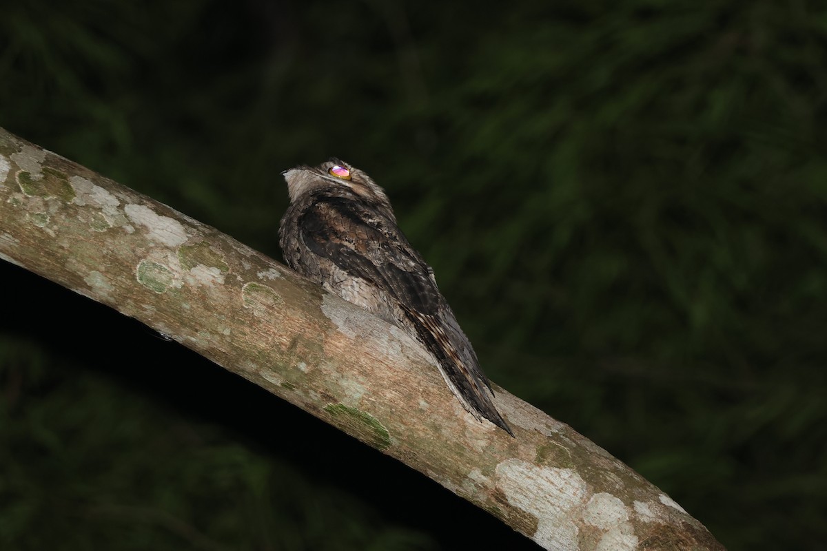 Common Potoo - ML645623974
