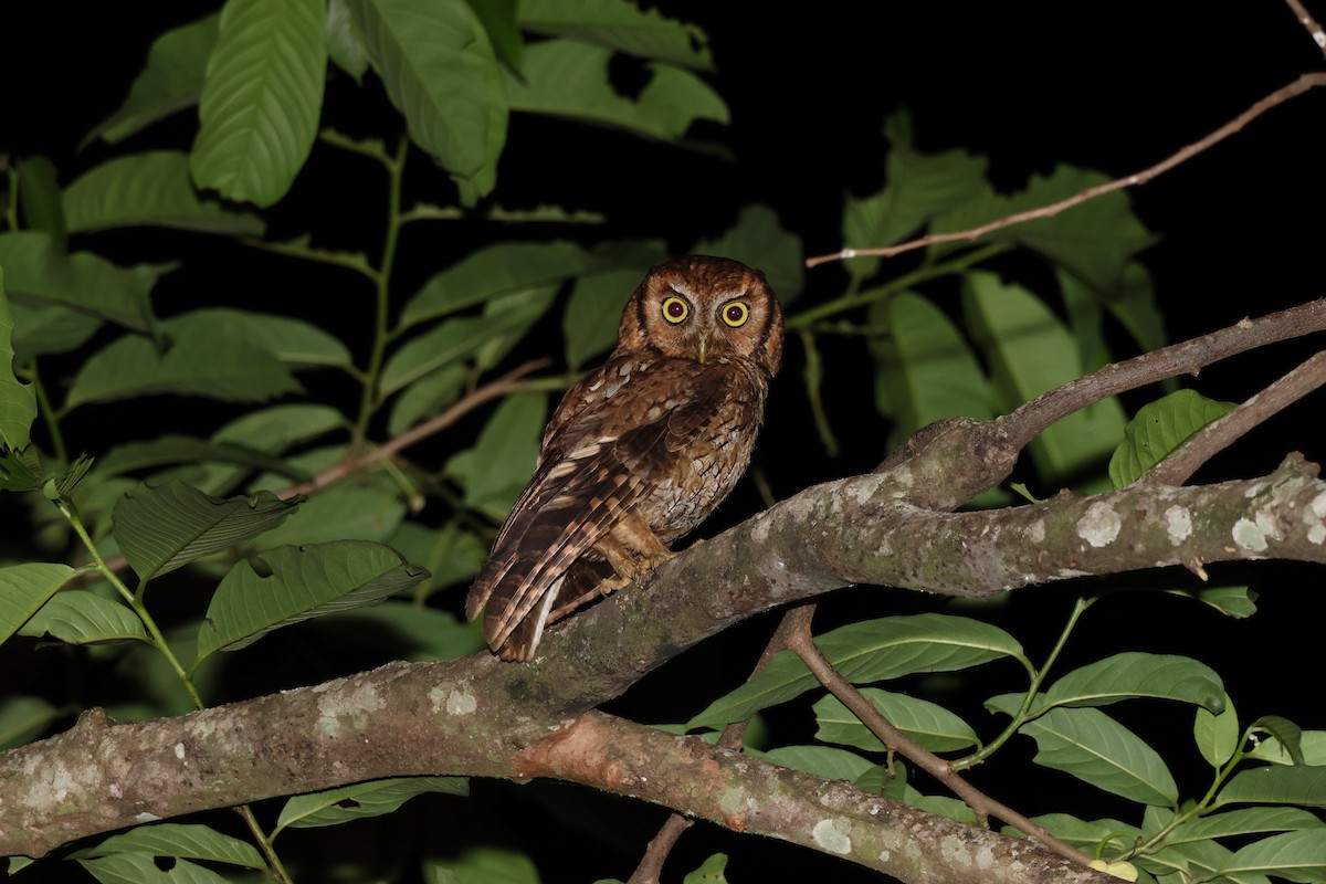 Tropical Screech-Owl - ML645623976