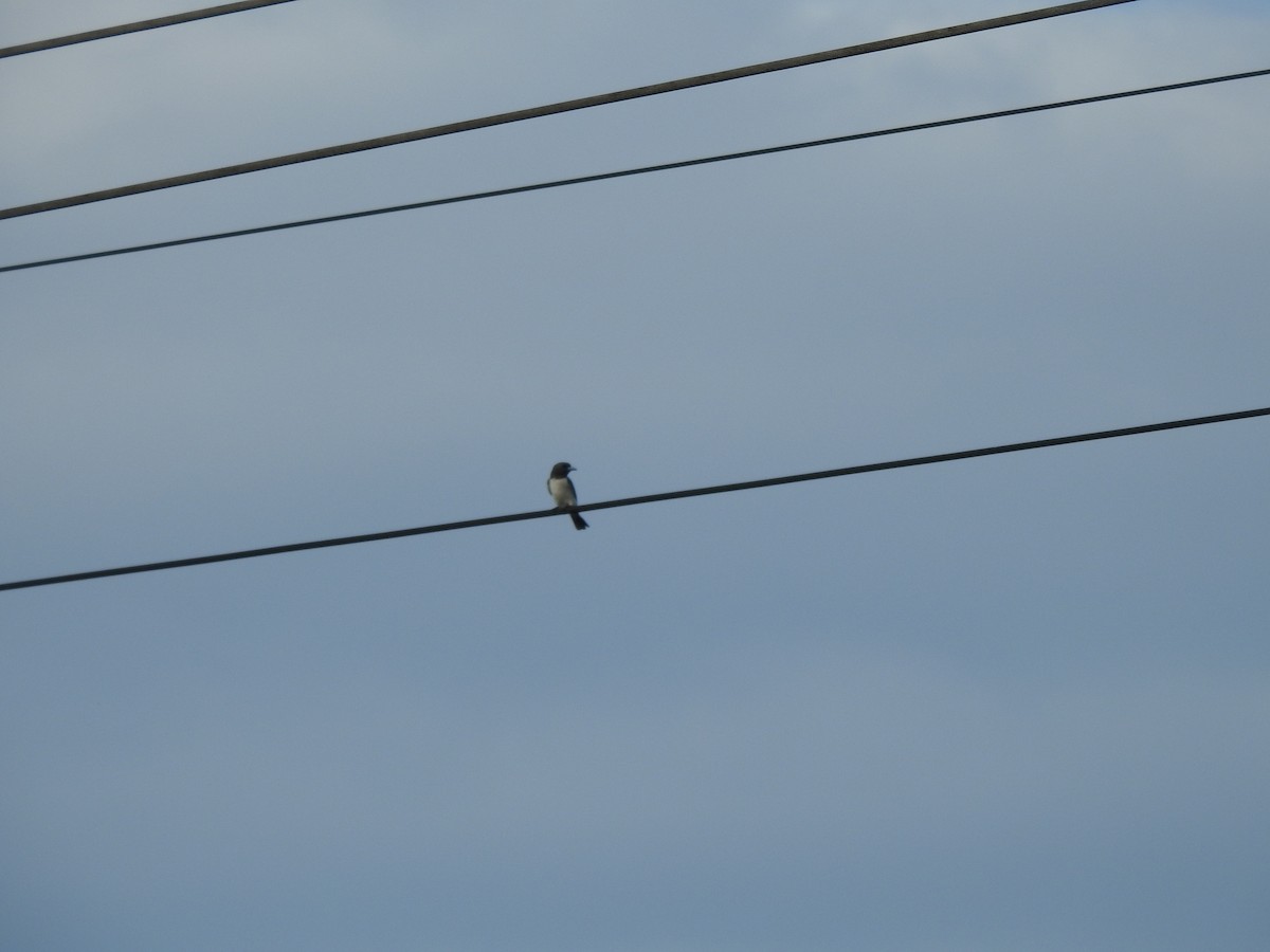 White-breasted Woodswallow - ML645623978