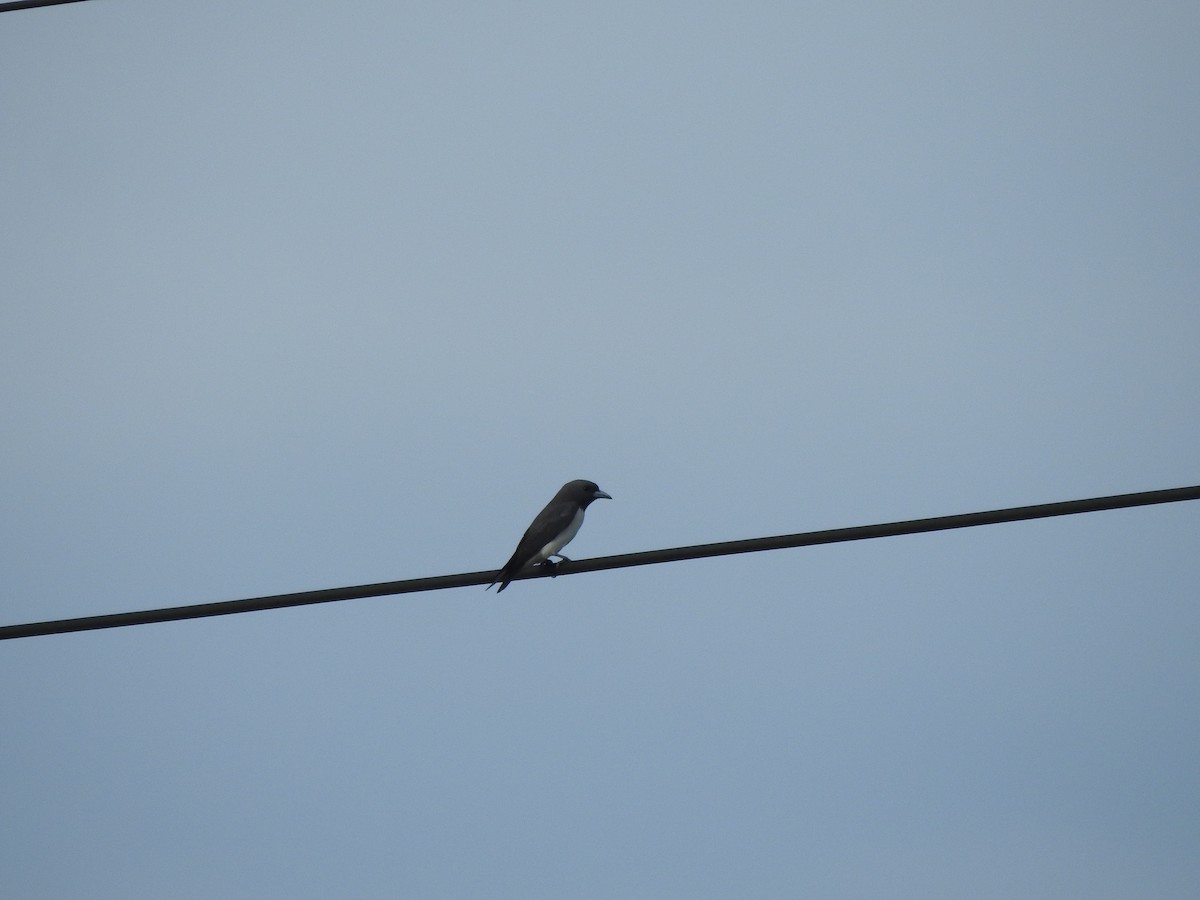 White-breasted Woodswallow - ML645623979