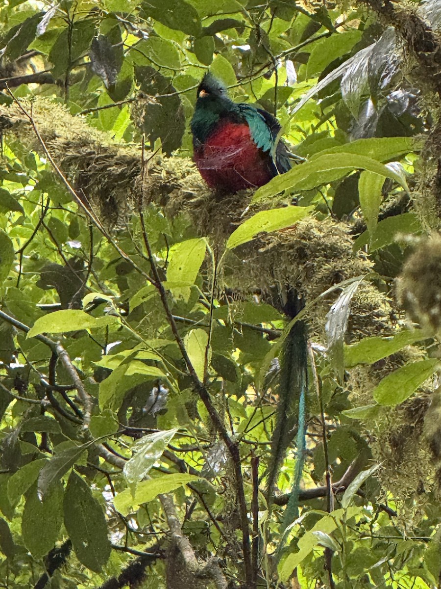 Resplendent Quetzal - ML645623987