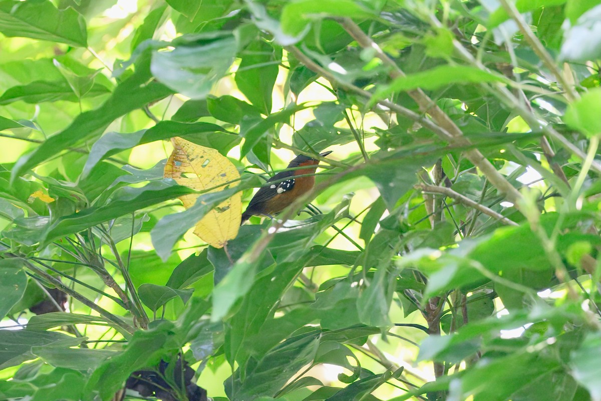 Dot-winged Antwren - ML645623988