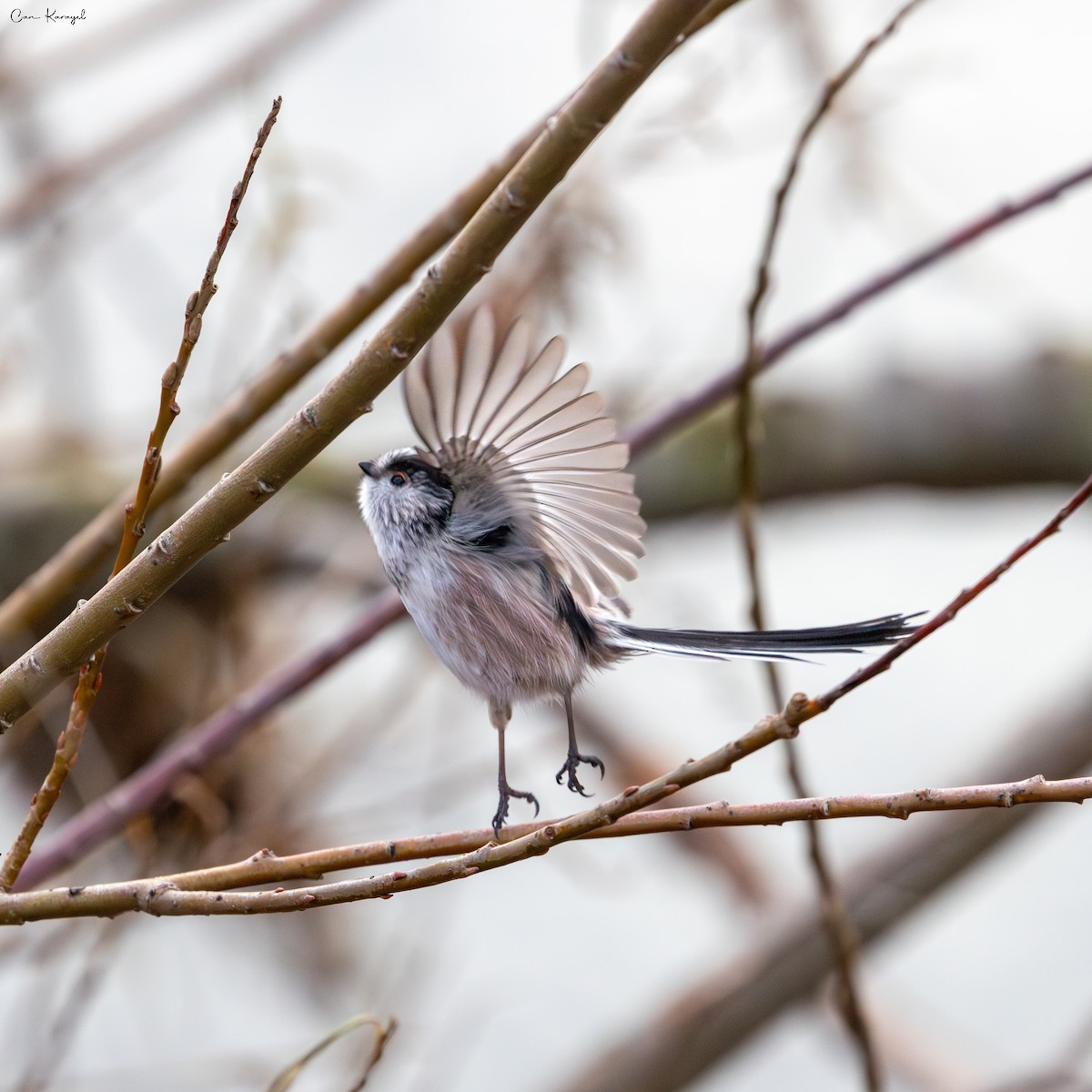 Long-tailed Tit - ML645623990