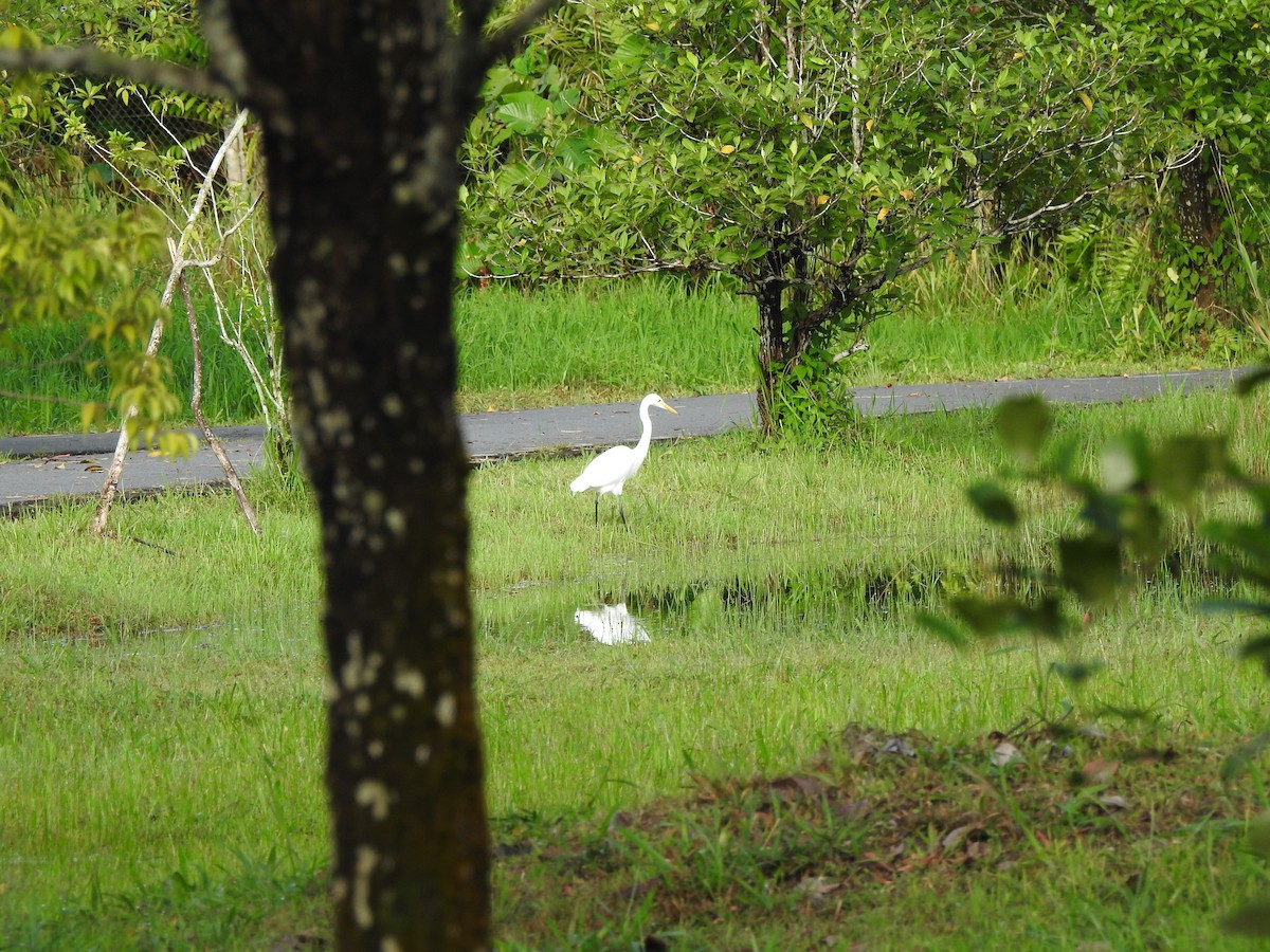 Medium Egret - ML645623991