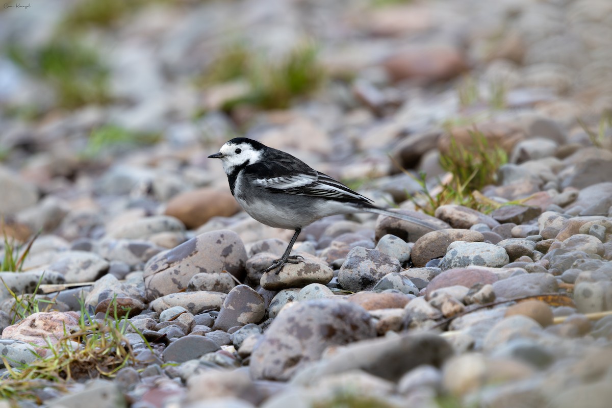 White Wagtail - ML645623992