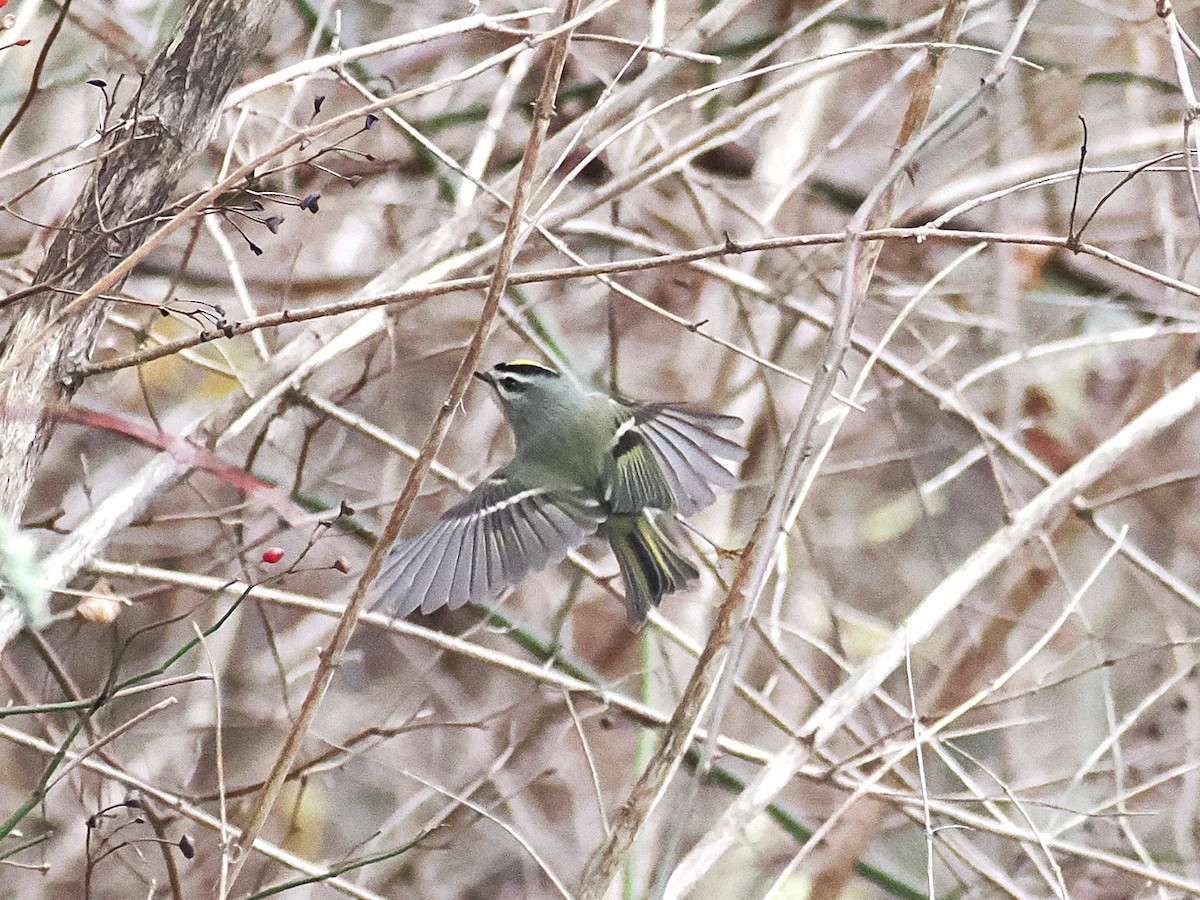 Golden-crowned Kinglet - ML645623993