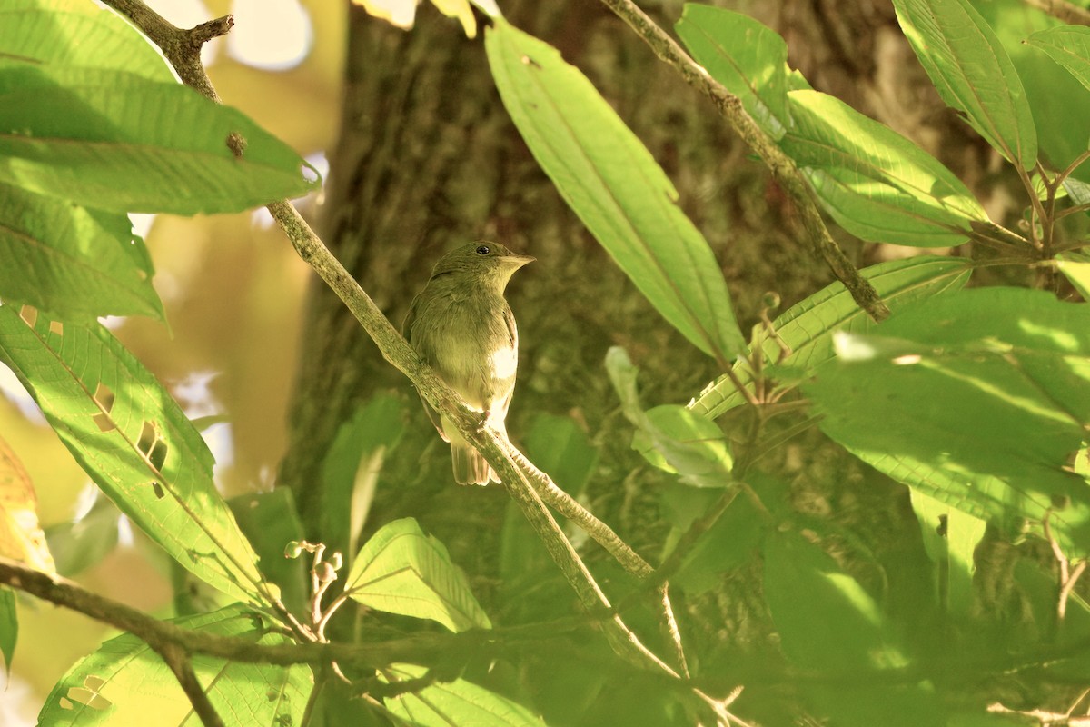 Ochre-bellied Flycatcher - ML645623994