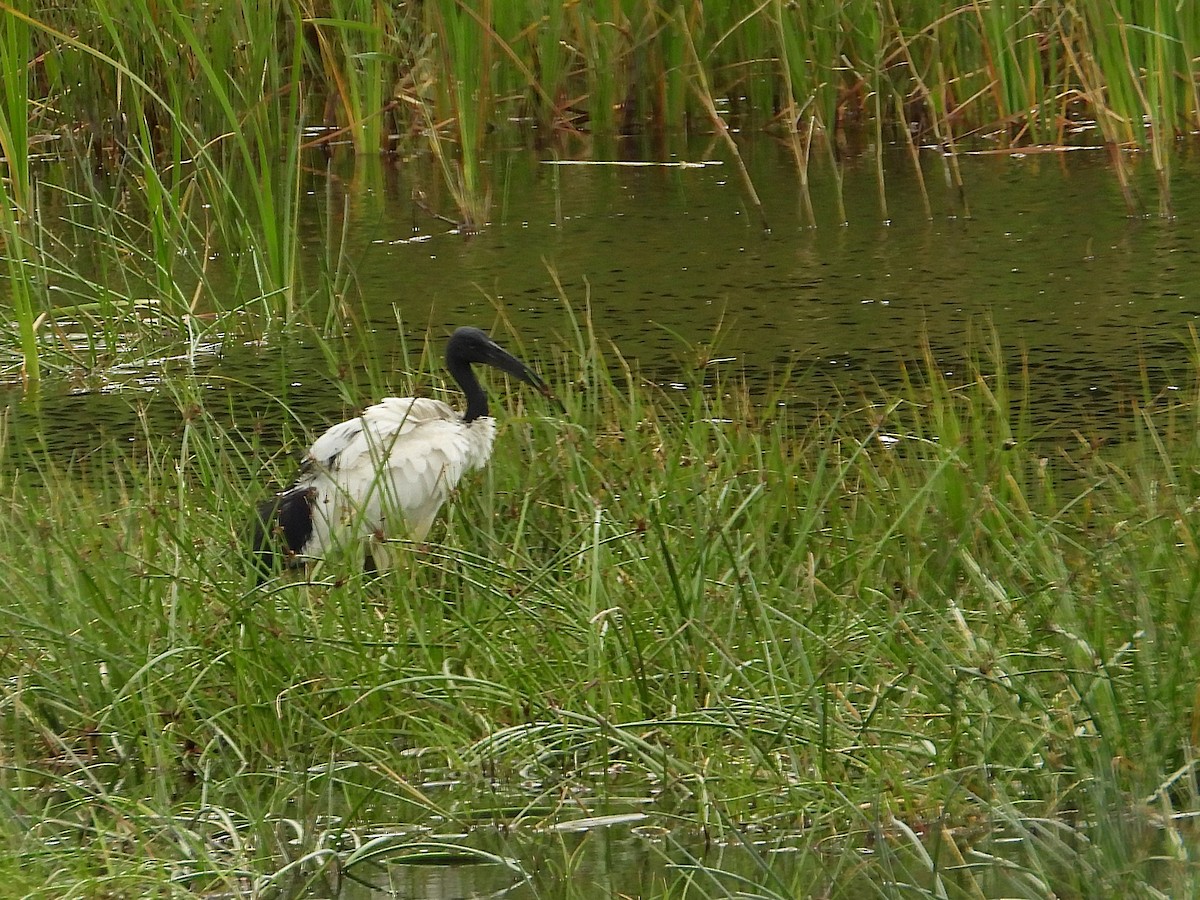African Sacred Ibis - ML645623996