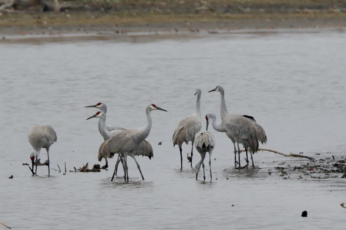 Sandhill Crane - ML645623998