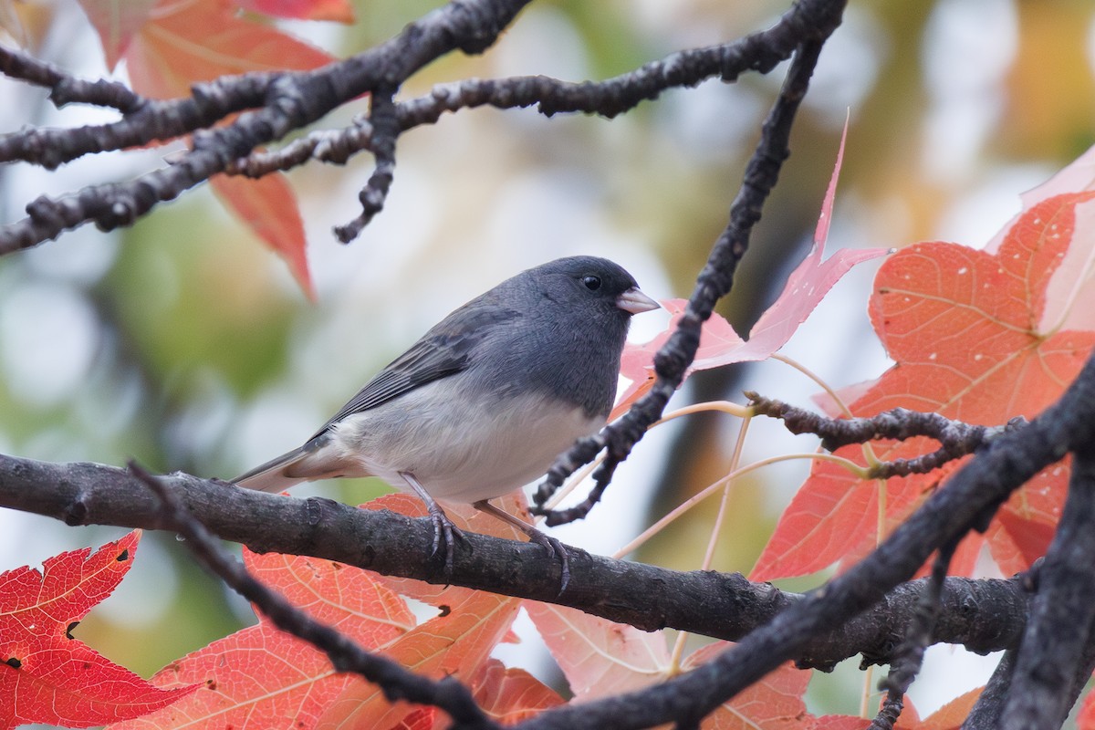 Dark-eyed Junco - ML645623999