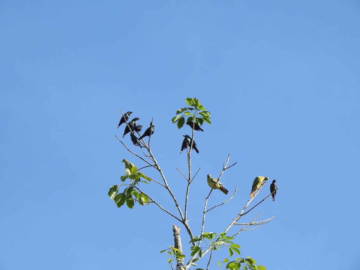 Pink-necked Green-Pigeon - ML645624000
